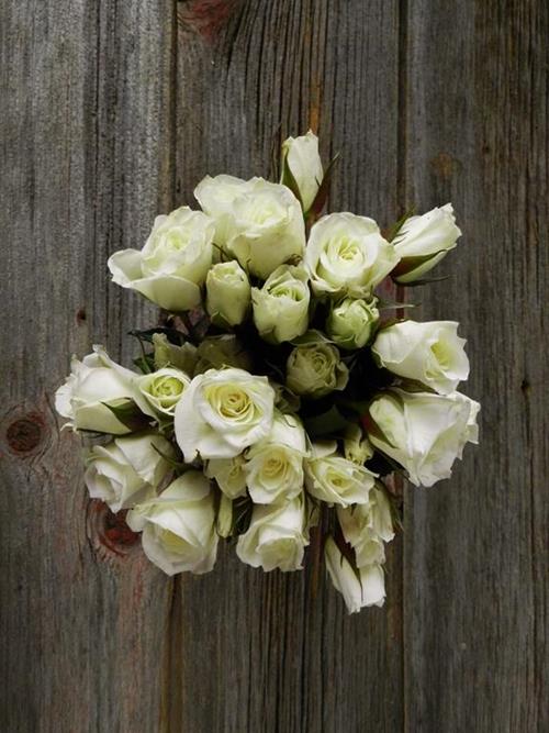 VIVIANE  WHITE SPRAY ROSES